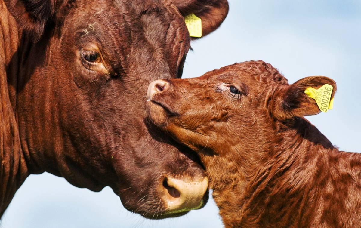 Devon Cattle Cow and Calf 