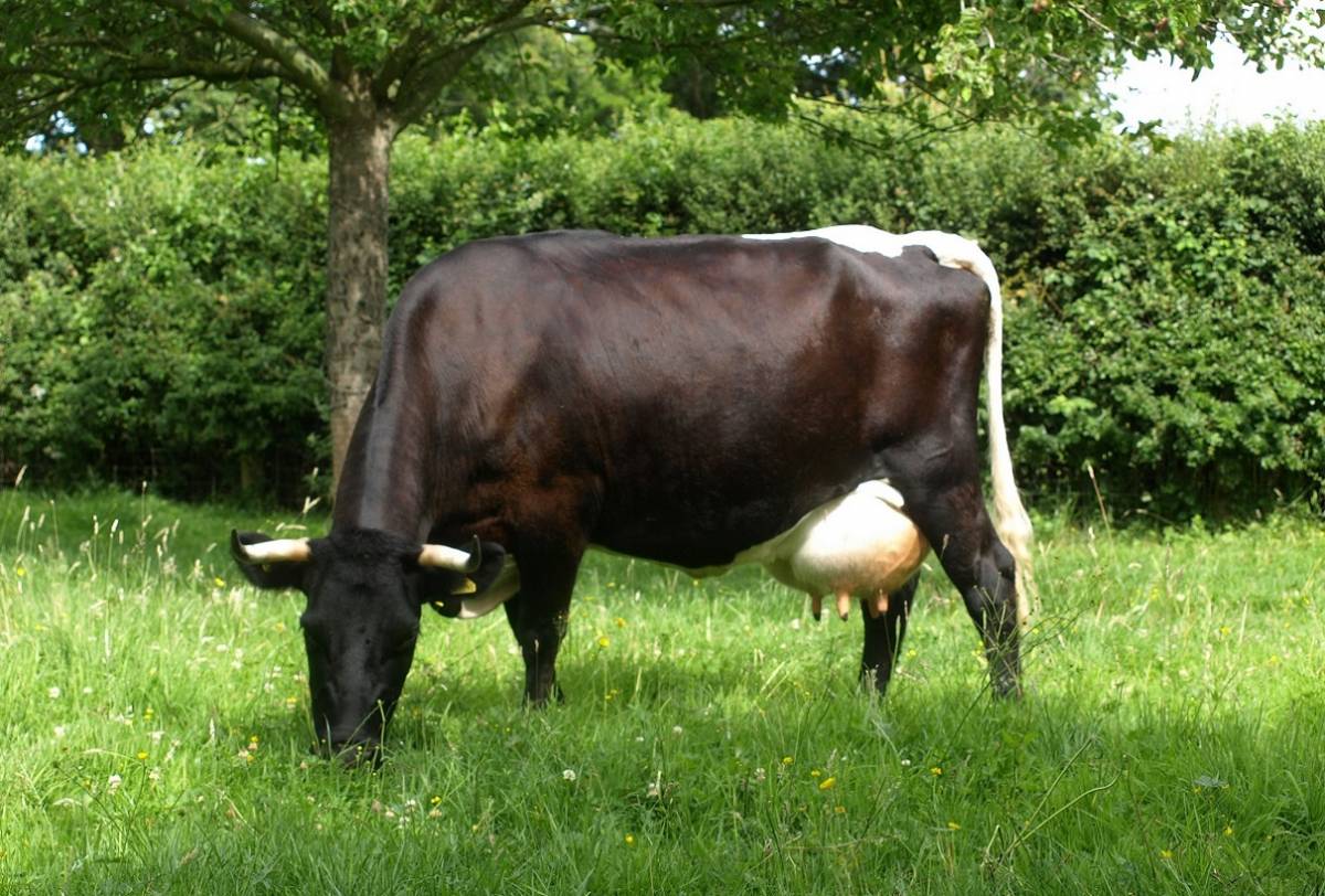 Gloucester Cow