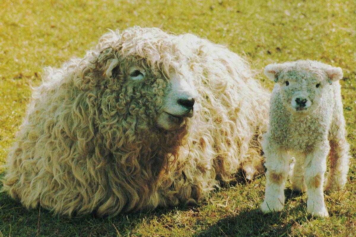 Greyface Dartmoor Ewe and Lamb