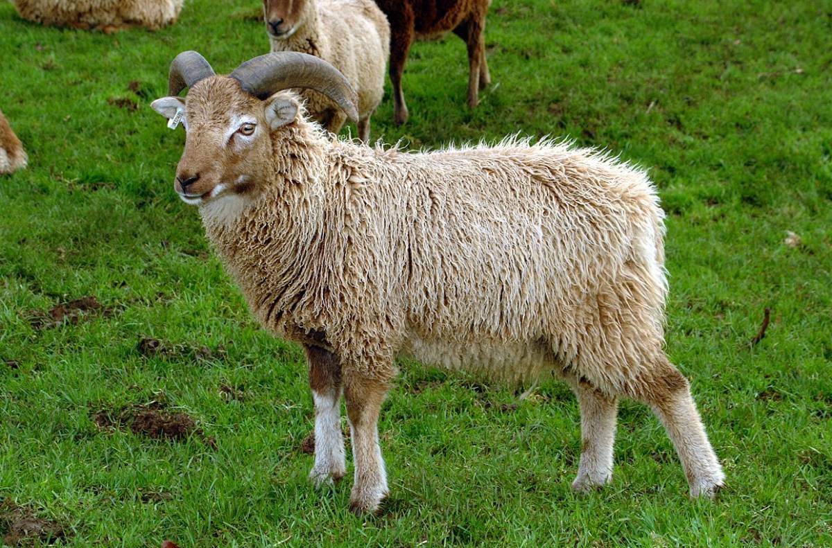 Soay Ram Lamb